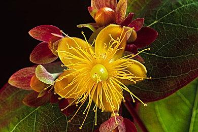 开罗游戏《前进！！英雄战队物语 DX》Steam页面上线 发售日期待定